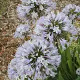 Agapanthus Cool Steel P75agacst - Garden Express Australia