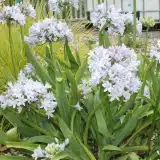 Agapanthus Cool Steel (Pbr) Agapanthus Cool Steel (Pbr)