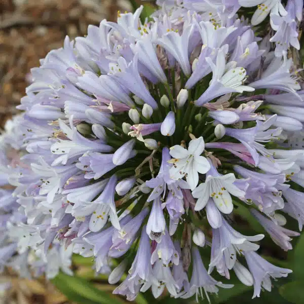 Agapanthus Cool Steel (Pbr) Agapanthus Cool Steel (Pbr)