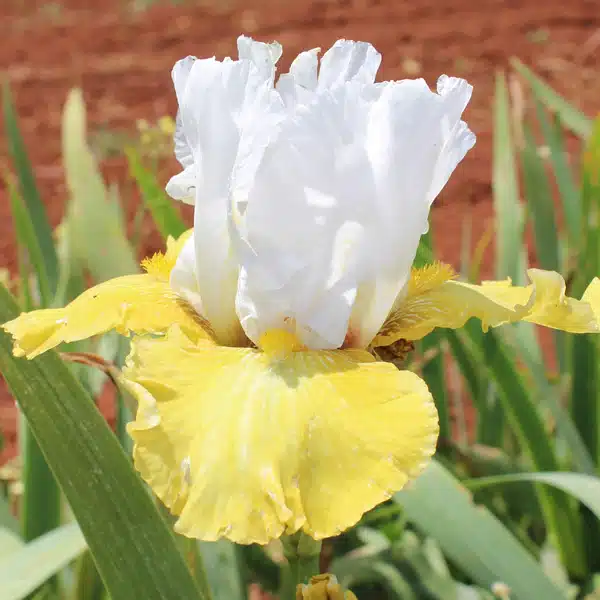 Bearded Iris Breezes
