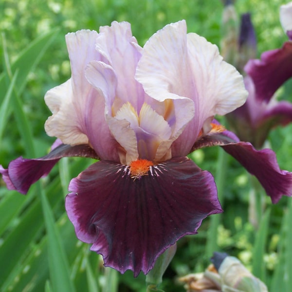 Bearded Iris Pass The Wine
