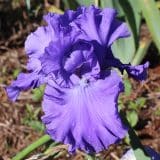 Bearded Iris Serene Sea