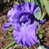 Bearded Iris Serene Sea Pkbirsse - Garden Express Australia