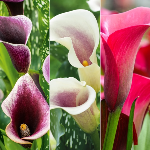 Calla Lily Collection 1