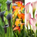 Calla Lily Collection 2 Colcalco2 2026 - Garden Express Australia