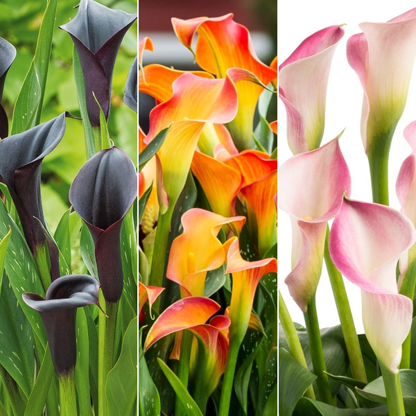Calla Lily Collection 2 Calla Lily Collection 2
