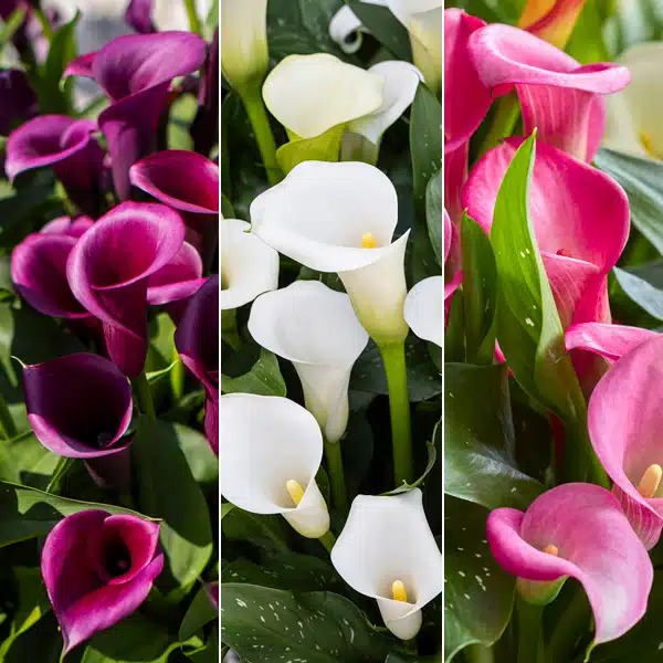 Calla Lily Collection 3