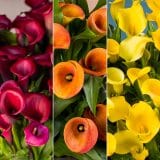 Calla Lily Collection 4 Colcalco4 2026 - Garden Express Australia
