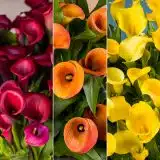 Calla Lily Collection 4 Colcalco4 2026 - Garden Express Australia