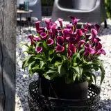 Calla Lily Durban Calla Lily Durban