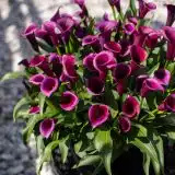 Calla Lily Durban Pkcaldur - Garden Express Australia