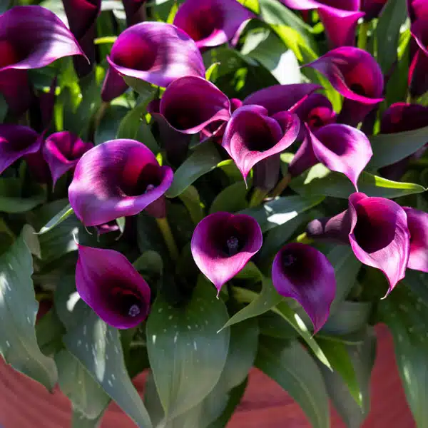 Calla Lily Purple Spirit Calla Lily Purple Spirit