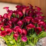 Calla Lily Red Salsa