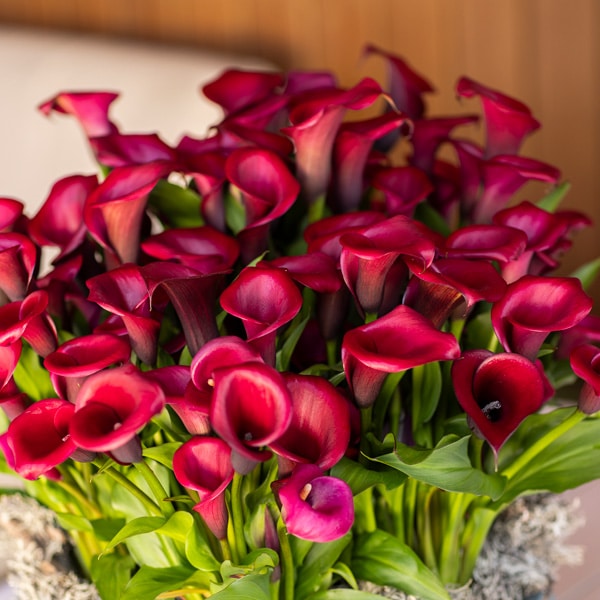 Calla Lily Red Salsa