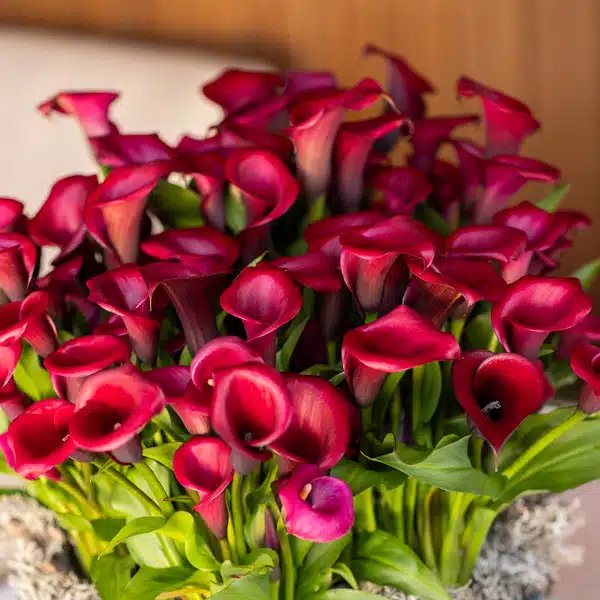 Calla Lily Red Salsa
