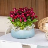 Calla Lily Red Salsa