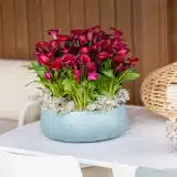 Calla Lily Red Salsa Calla Lily Red Salsa