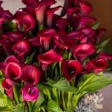 Calla Lily Red Salsa