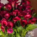 Calla Lily Red Salsa Pkcalrsa - Garden Express Australia