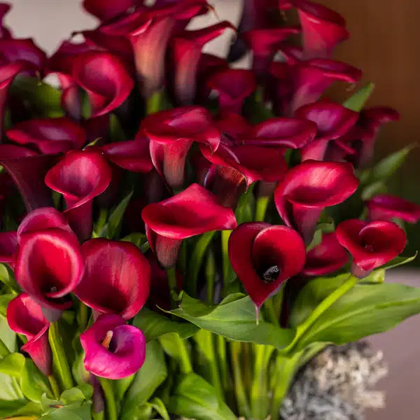 Calla Lily Red Salsa