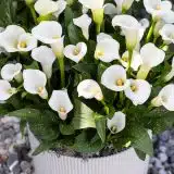 Calla Lily Whitehorse Calla Lily Whitehorse
