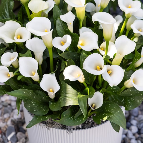Calla Lily Whitehorse Calla Lily Whitehorse