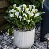 Calla Lily Whitehorse Calla Lily Whitehorse