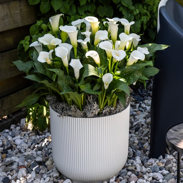 Calla Lily Whitehorse Calla Lily Whitehorse