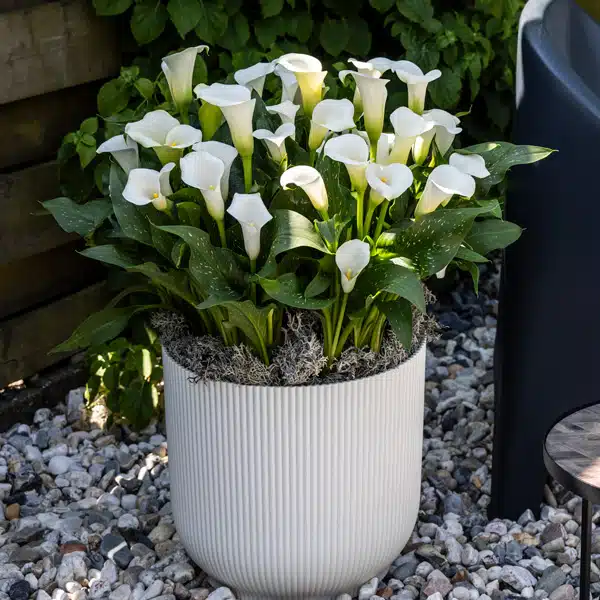 Calla Lily Whitehorse Calla Lily Whitehorse