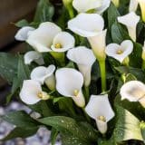 Calla Lily Whitehorse Calla Lily Whitehorse