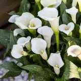 Calla Lily Whitehorse Pkcalwhi - Garden Express Australia