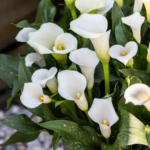 Calla Lily Whitehorse Calla Lily Whitehorse