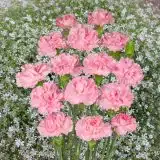 Carnation Amaral P68carama - Garden Express Australia