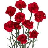 Carnation Harper Carnation Harper