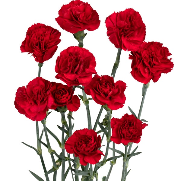 Carnation Harper Carnation Harper