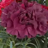 Carnation Mustang P68carmus - Garden Express Australia