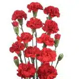 Carnation Pinata Red P68carprd - Garden Express Australia