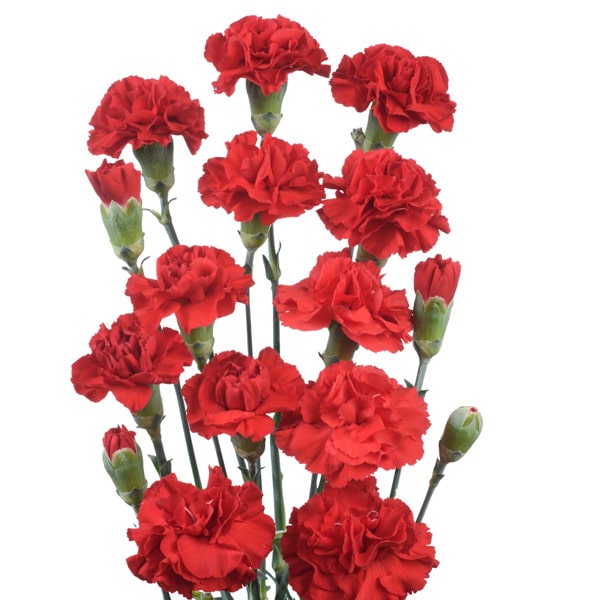 Carnation Pinata Red