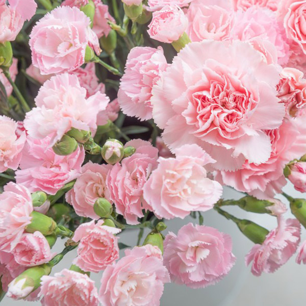 Carnation Promensa Carnation Promensa