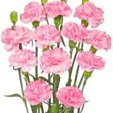 Carnation Promesa P68carpro - Garden Express Australia