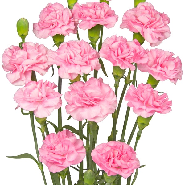Carnation Promensa