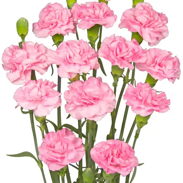 Carnation Promensa