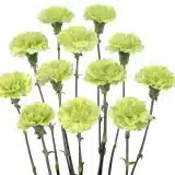 Carnation Rascal Green P68carras - Garden Express Australia