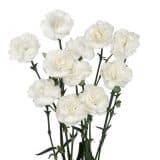 Carnation Ricotta