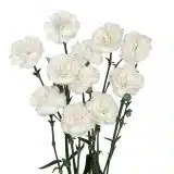 Carnation Ricotta P68carric - Garden Express Australia