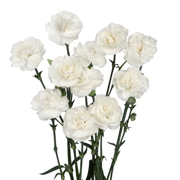 Carnation Ricotta