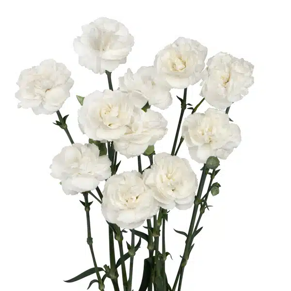 Carnation Ricotta