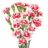 Carnation Swing P68carswi - Garden Express Australia