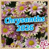 Chrysanthemums 2026