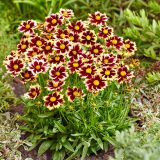 Coreopsis Solar Fancy Coreopsis Solar Fancy